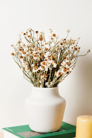 Bunches Dried Ammobium Daisy send a bouquet- the best flower delivery