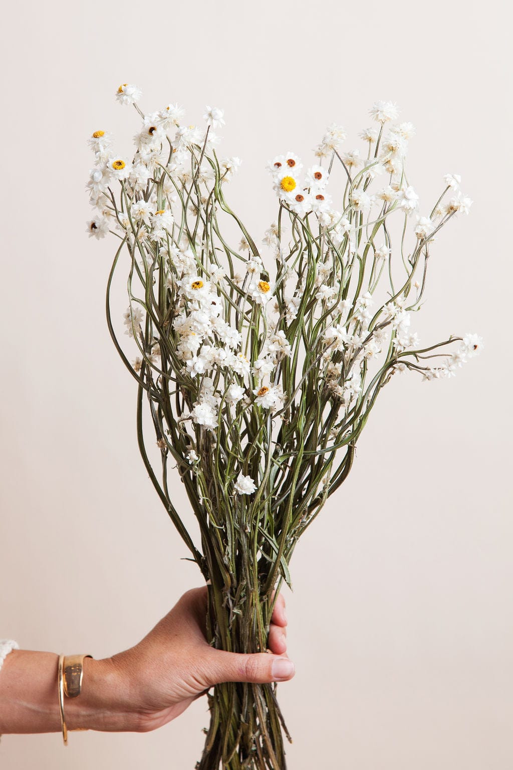 Idlewild Co. Ammobium Daisy - Thumbnail 2