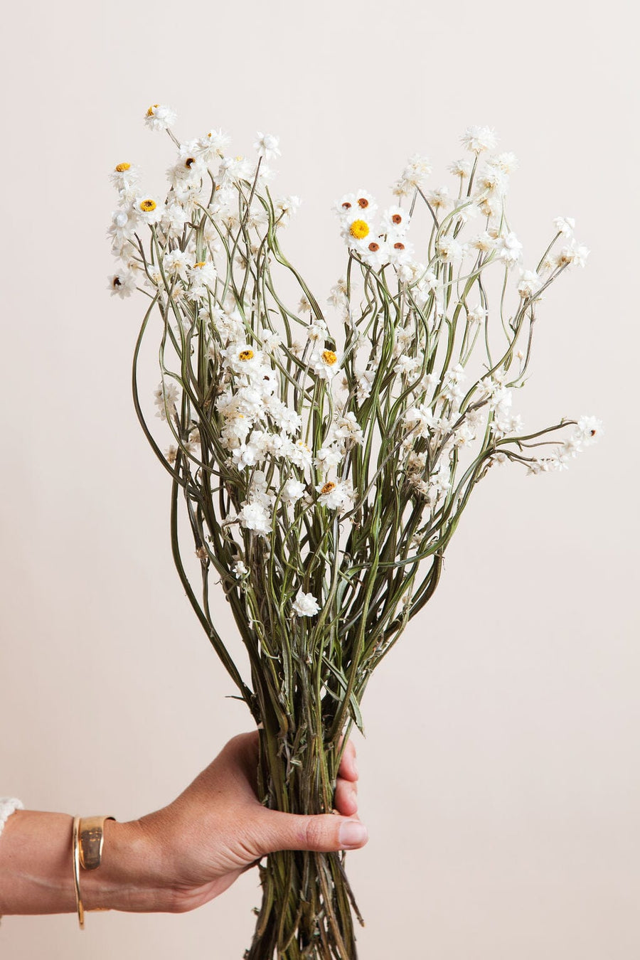 Bunches Dried Ammobium Daisy send a bouquet- the best flower delivery