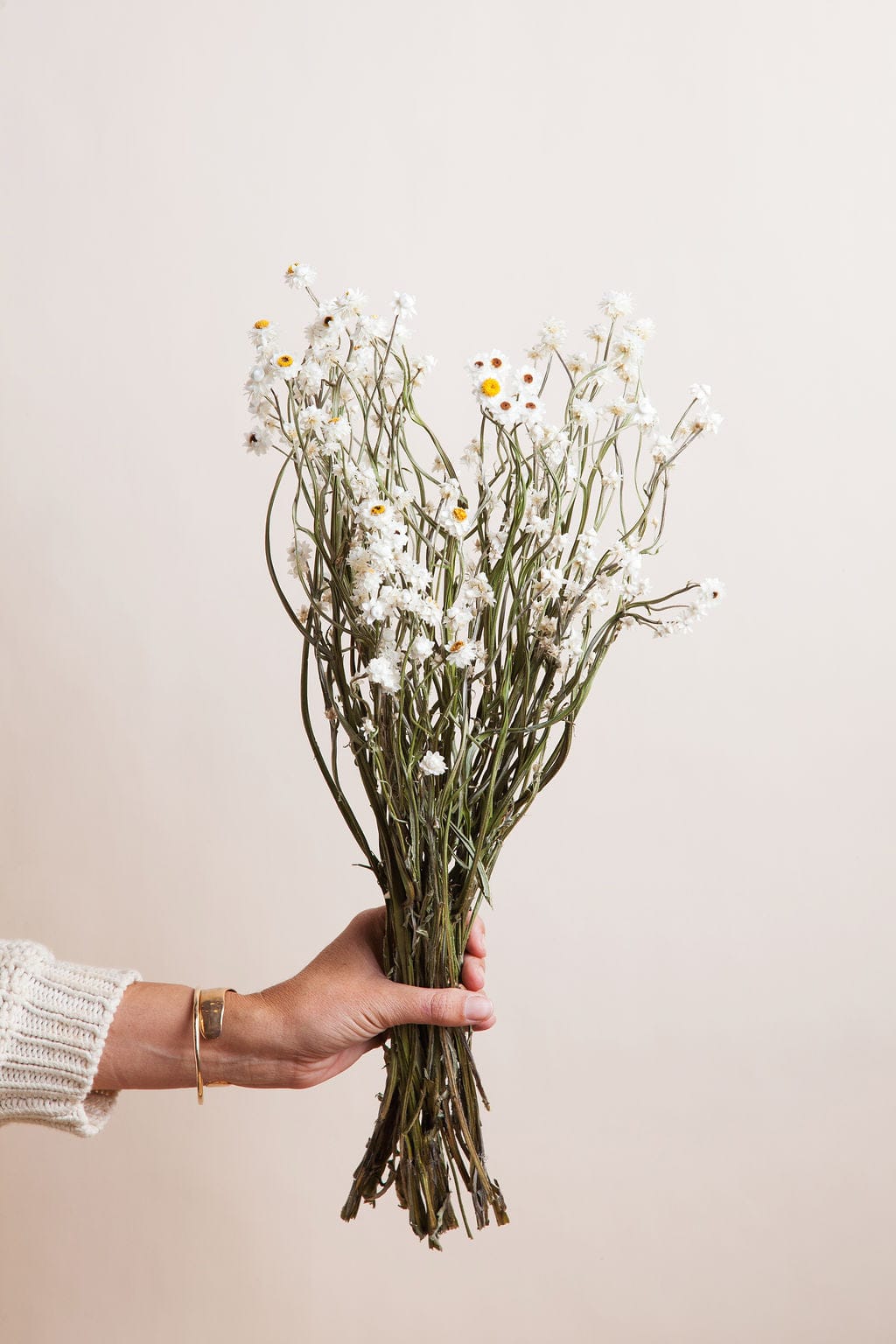 Idlewild Co. Ammobium Daisy