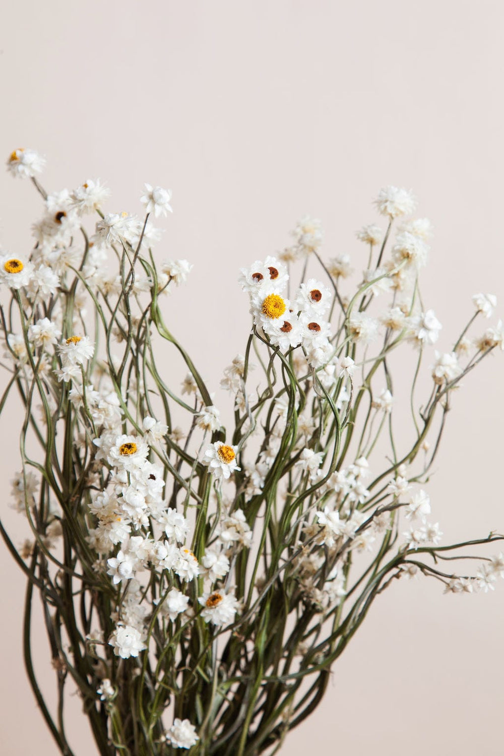 Bunches Dried Ammobium Daisy send a bouquet- the best flower delivery