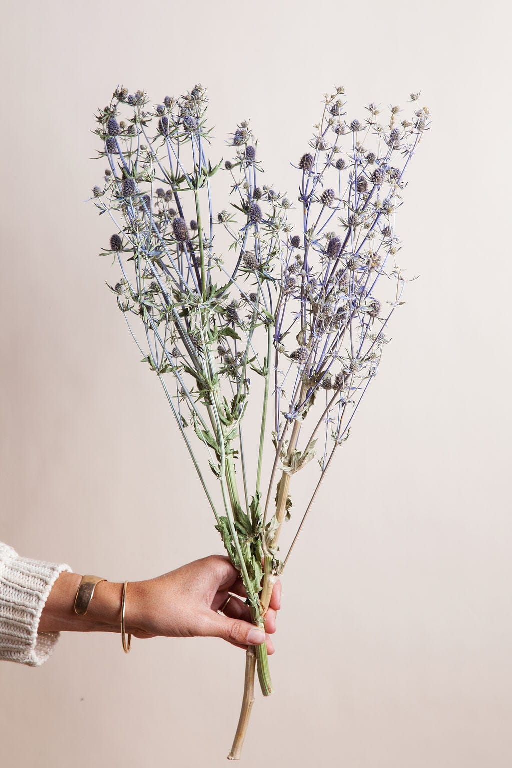 Bunches Dried Blue Eryngium Thistle send a bouquet- the best flower delivery