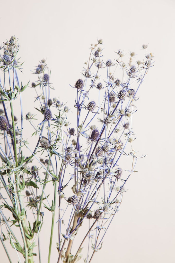 Bunches Dried Blue Eryngium Thistle send a bouquet- the best flower delivery