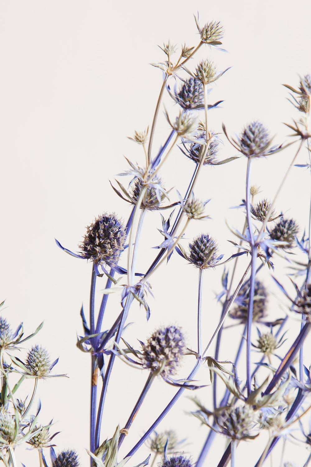 Bunches Dried Blue Eryngium Thistle send a bouquet- the best flower delivery