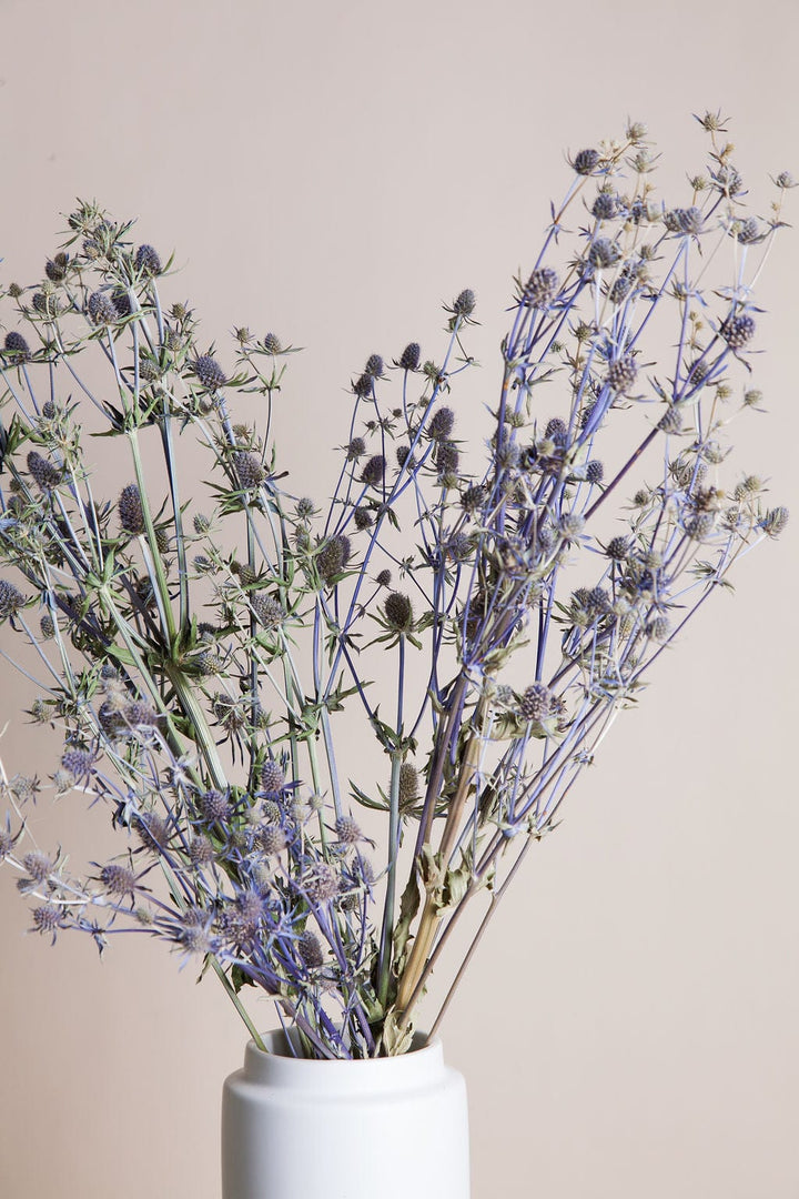 Bunches Dried Blue Eryngium Thistle send a bouquet- the best flower delivery