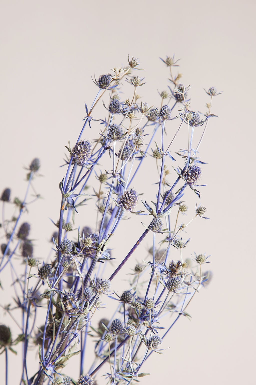 Bunches Dried Blue Eryngium Thistle send a bouquet- the best flower delivery