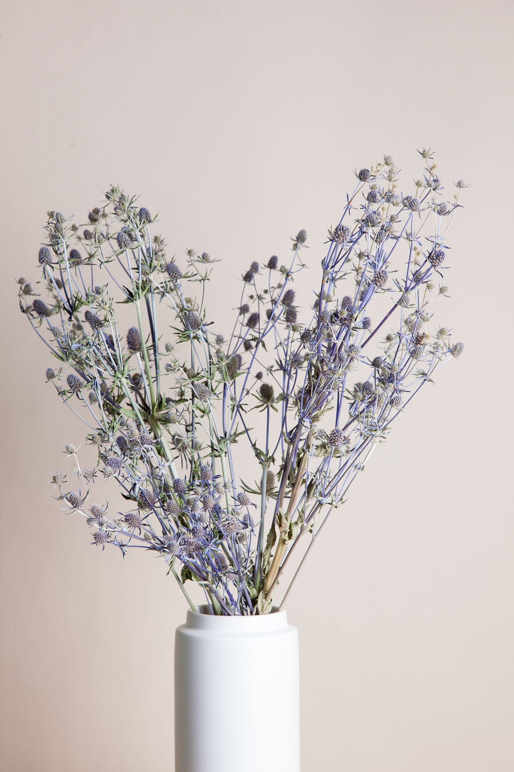 Bunches Dried Blue Eryngium Thistle send a bouquet- the best flower delivery