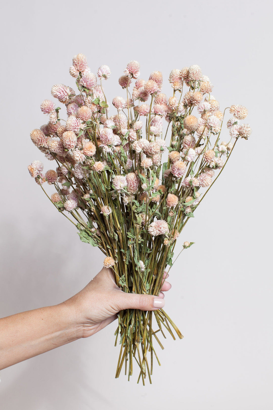 Bunches Dried Blush Globe Amaranth send a bouquet- the best flower delivery