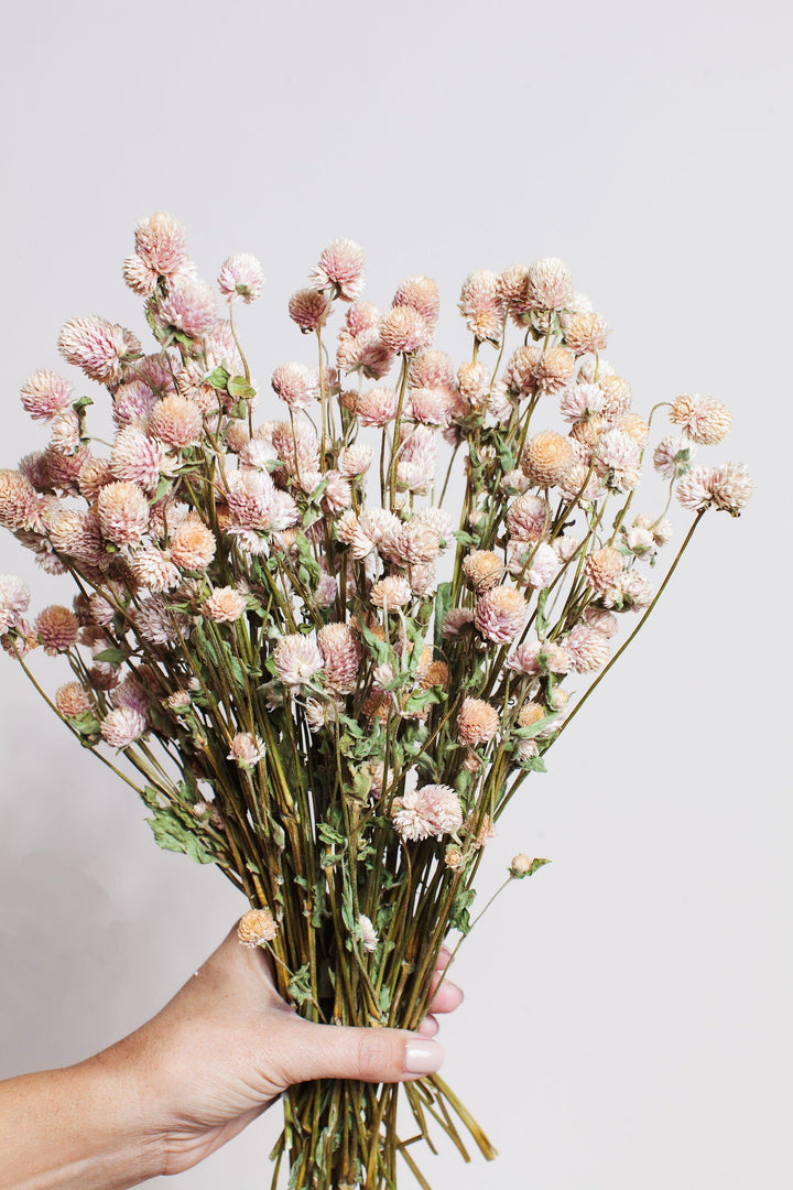 Bunches Dried Blush Globe Amaranth send a bouquet- the best flower delivery