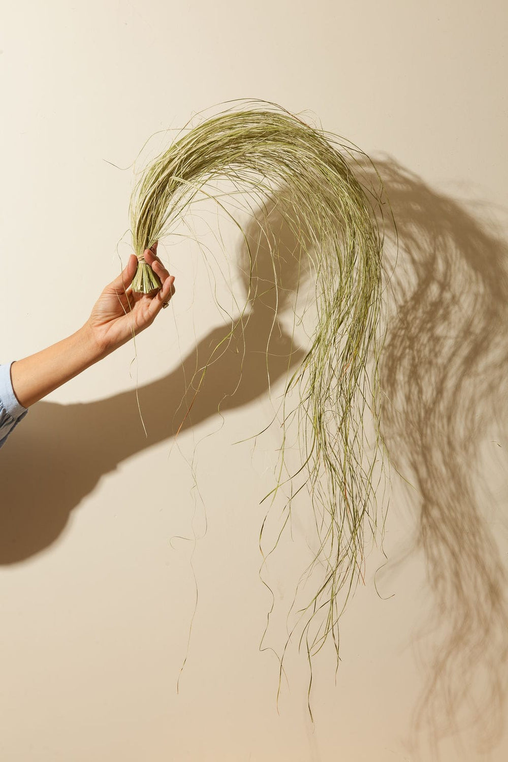 Bunches Dried Dune Grass send a bouquet- the best flower delivery