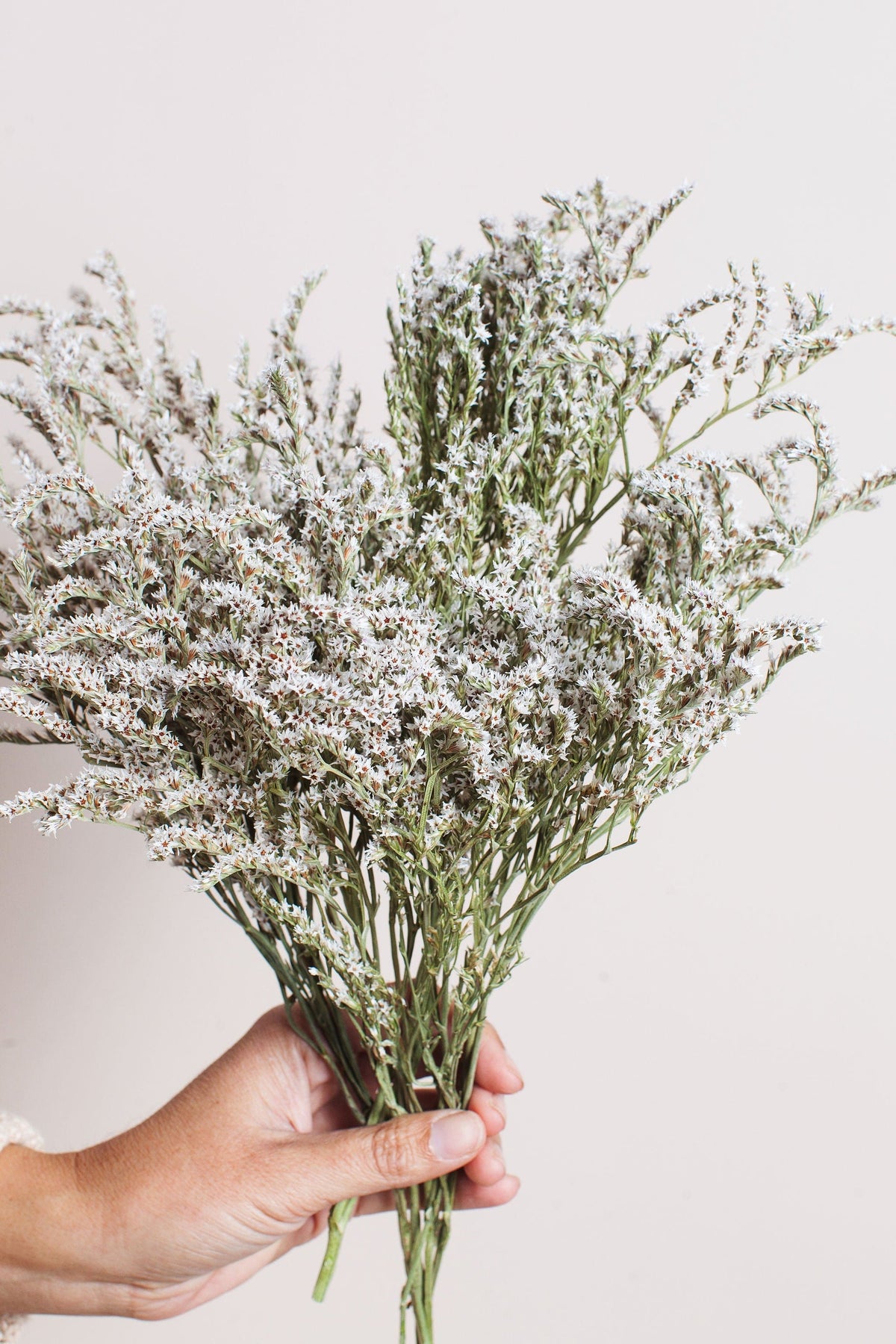 Dried German Statice – Idlewild Floral Co.
