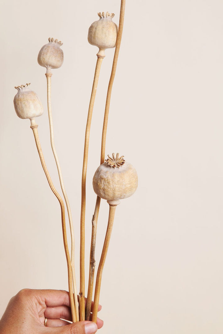 Bunches Dried Giant Poppy Pods send a bouquet- the best flower delivery