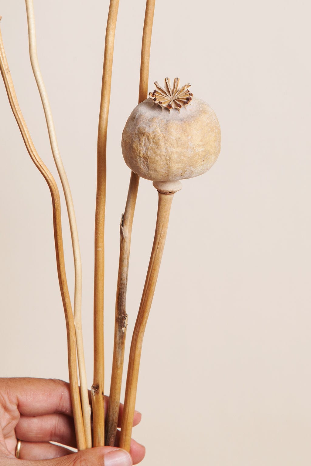 Bunches Dried Giant Poppy Pods send a bouquet- the best flower delivery
