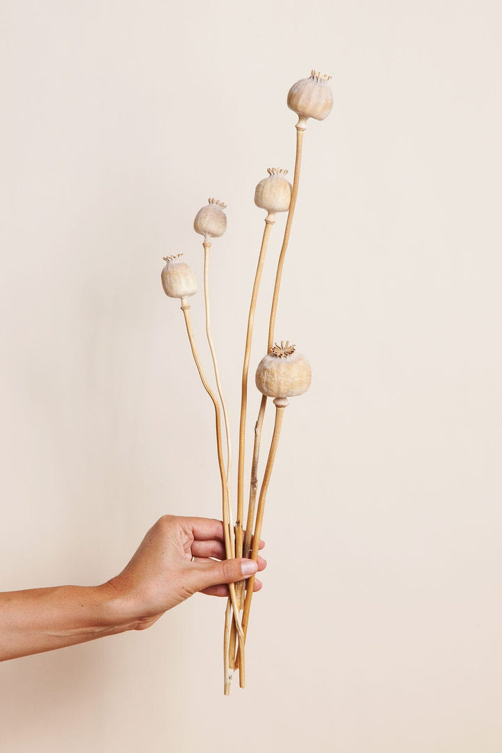 Bunches Dried Giant Poppy Pods send a bouquet- the best flower delivery
