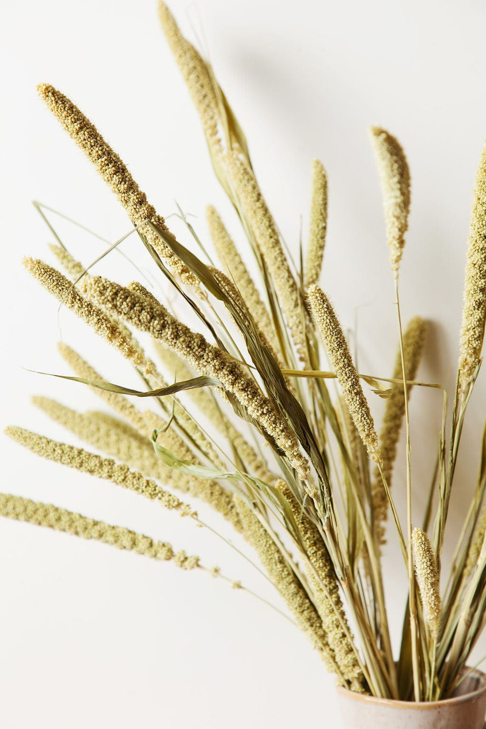 Bunches Dried Green Millet send a bouquet- the best flower delivery