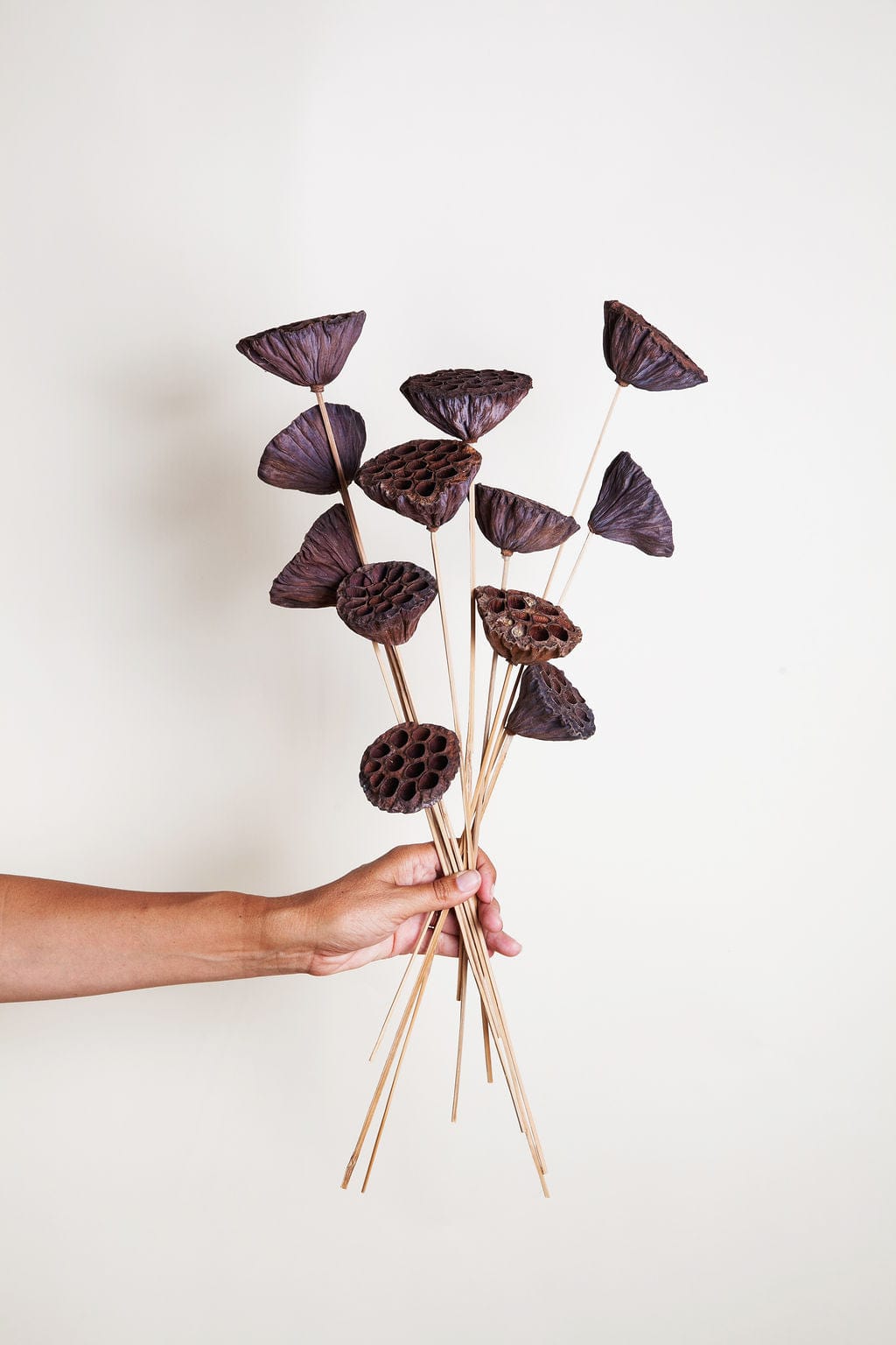 Bunches Dried Lotus Pods on Stems send a bouquet- the best flower delivery