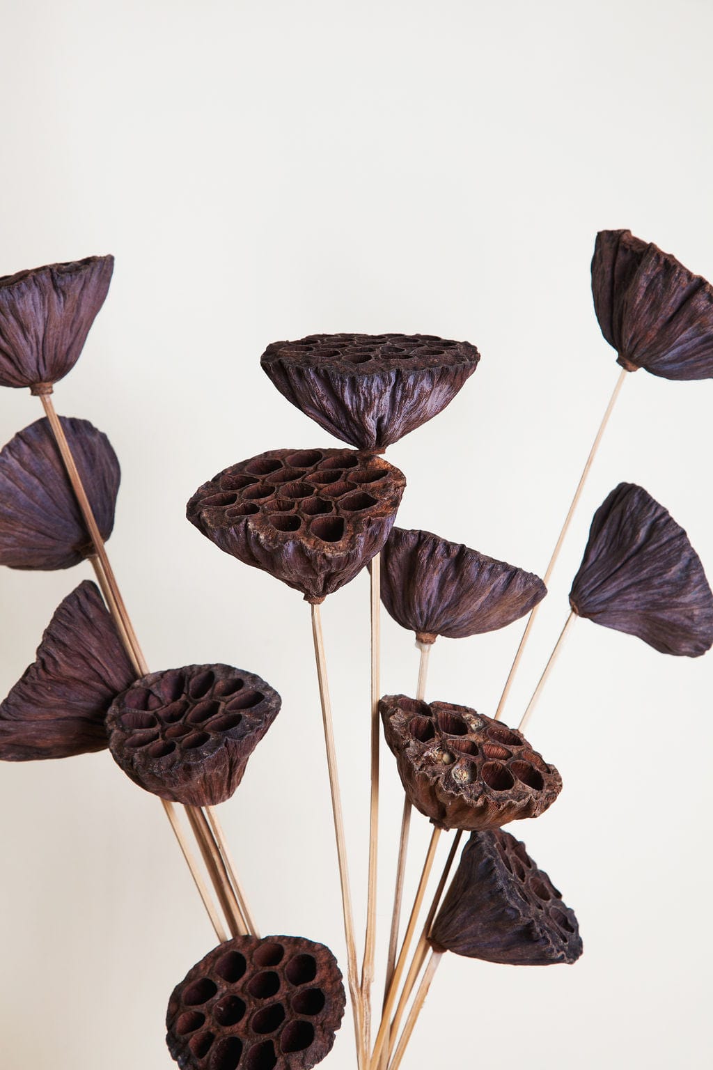 Bunches Dried Lotus Pods on Stems send a bouquet- the best flower delivery