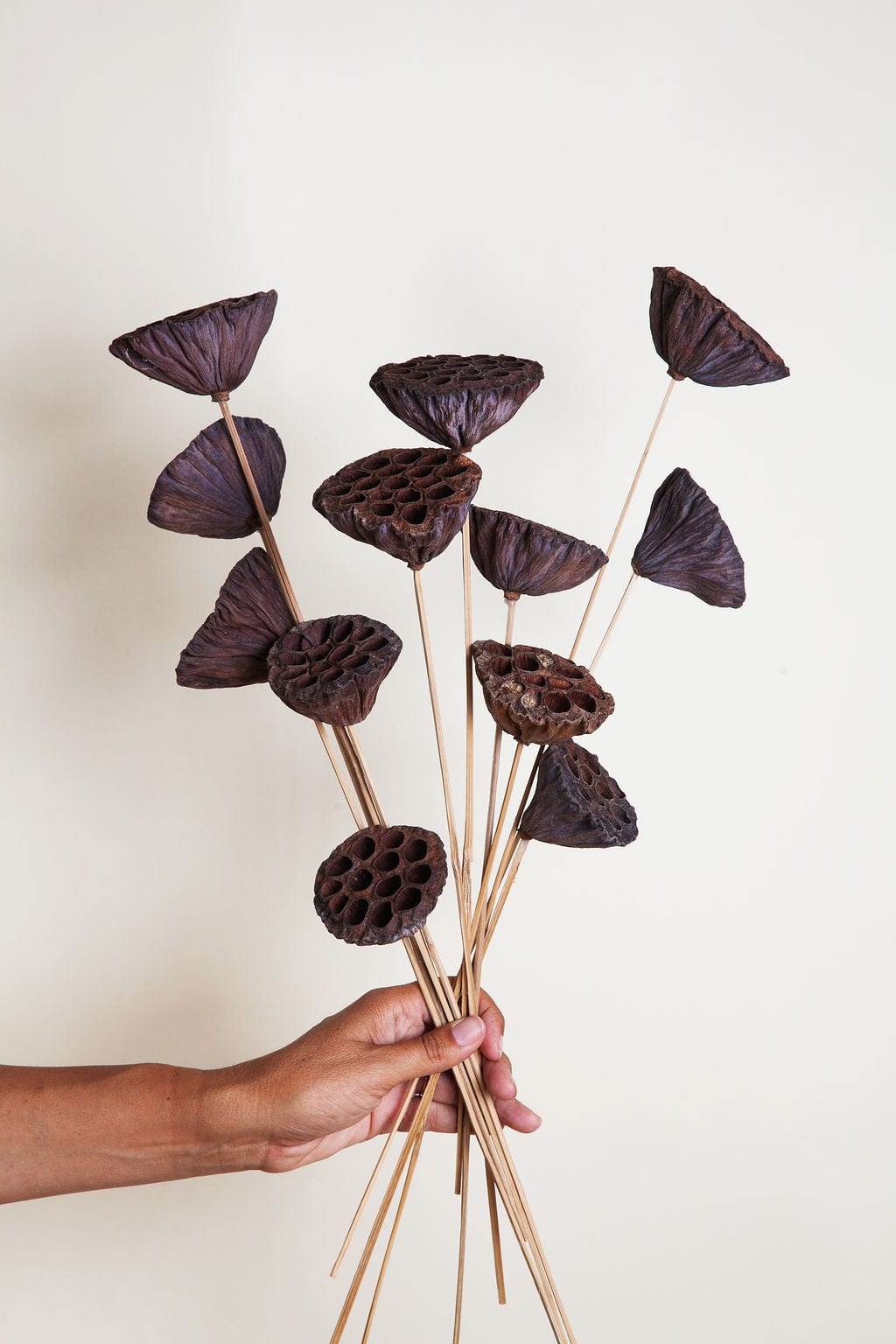 Bunches Dried Lotus Pods on Stems send a bouquet- the best flower delivery