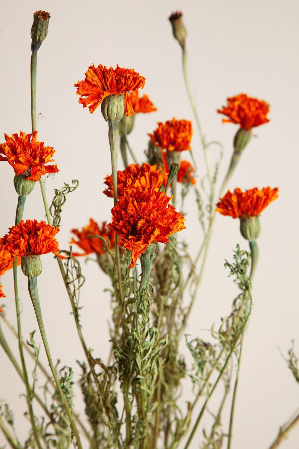Bunches Dried Marigold Bunch send a bouquet- the best flower delivery