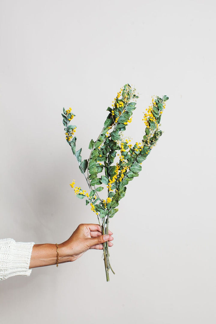 Idlewild Floral Co. Bunches Dried Mimosa Flower