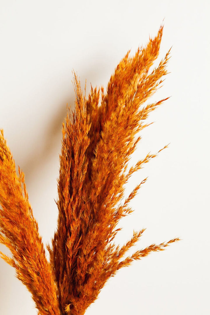 Bunches Dried Orange Pampas Grass send a bouquet- the best flower delivery
