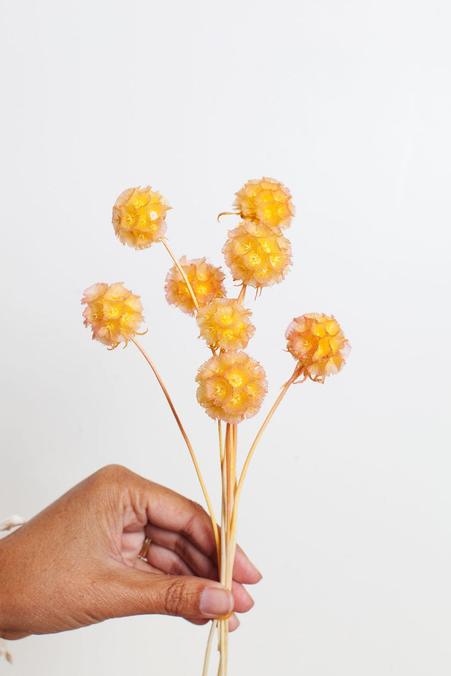 Bunches Dried Orange Scabiosa Pods send a bouquet- the best flower delivery
