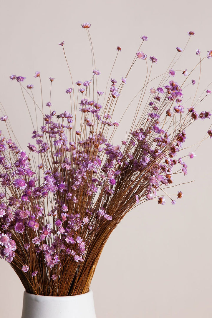 Bunches Dried Purple Star Flower send a bouquet- the best flower delivery
