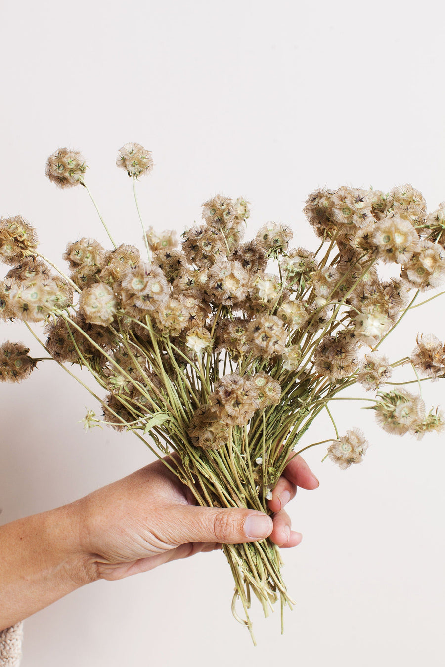 Bunches Dried Scabiosa Pods send a bouquet- the best flower delivery