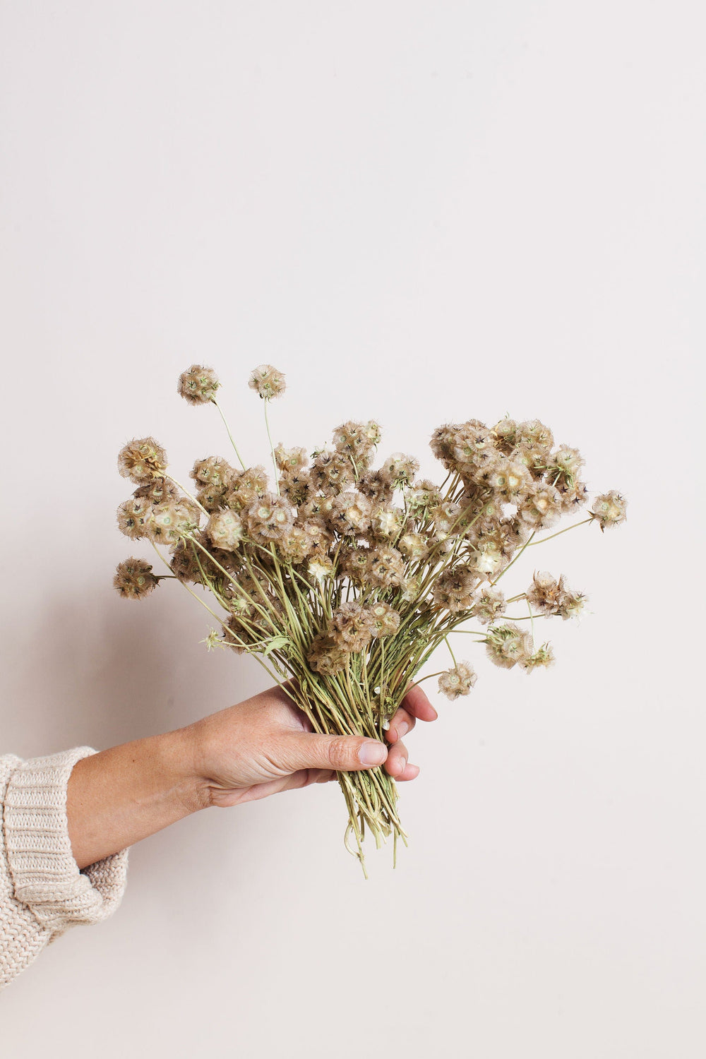 Bunches Dried Scabiosa Pods send a bouquet- the best flower delivery