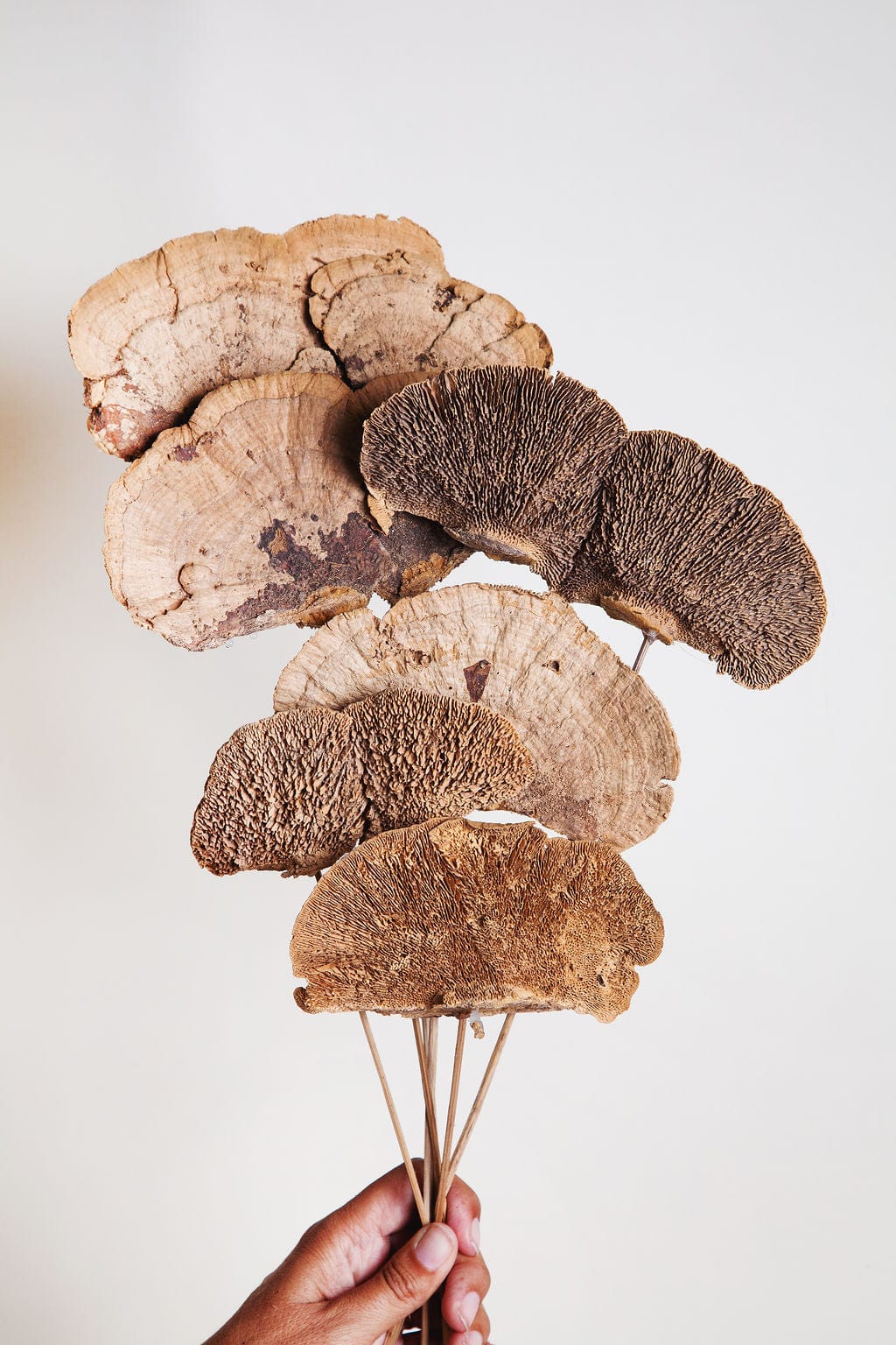Bunches Dried Sponge Mushrooms on Stems send a bouquet- the best flower delivery