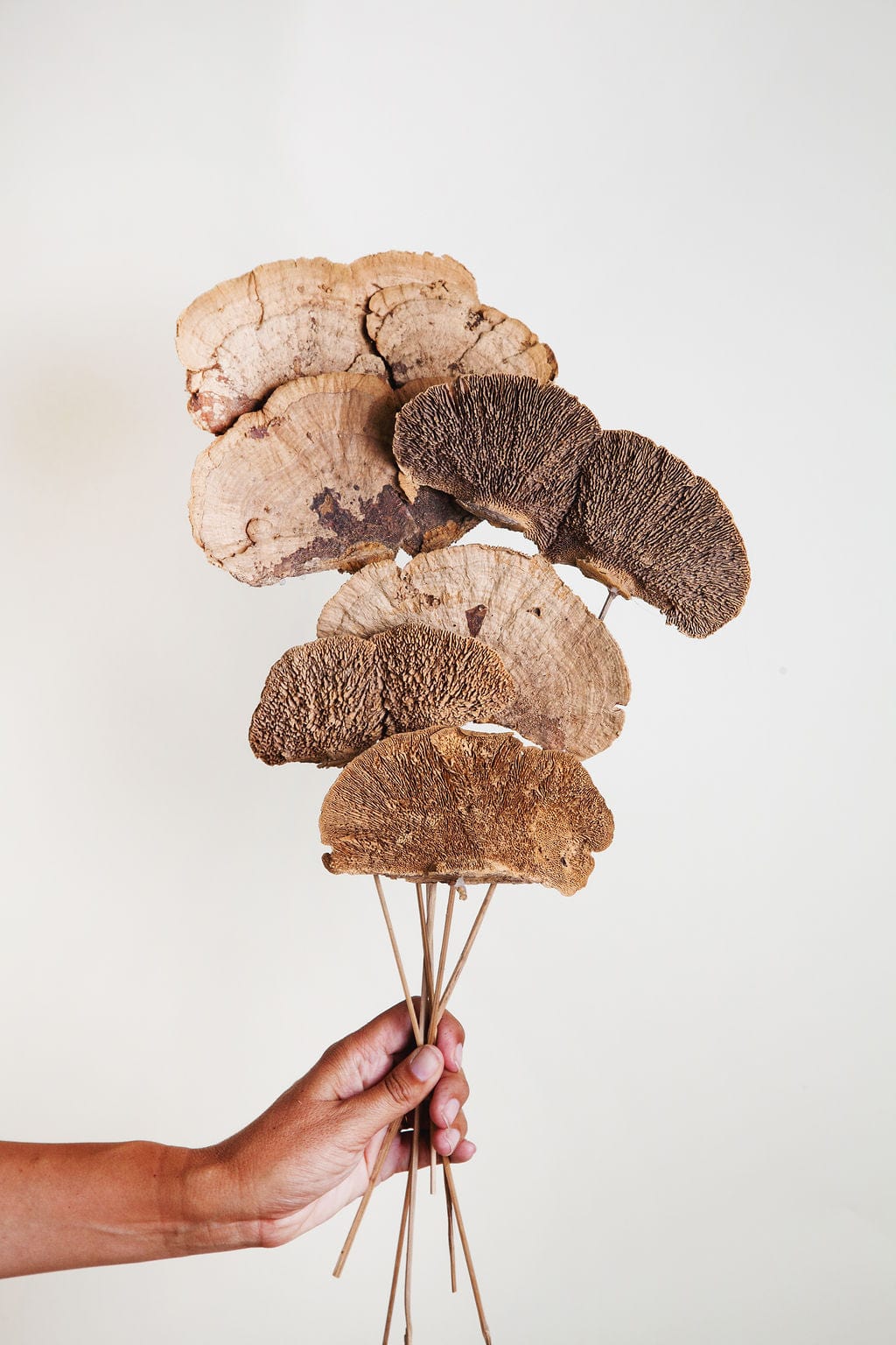 Dried and Preserved Flower Bunches