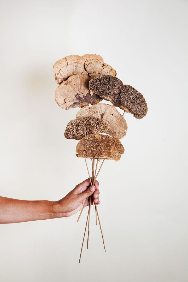 Bunches Dried Sponge Mushrooms on Stems send a bouquet- the best flower delivery