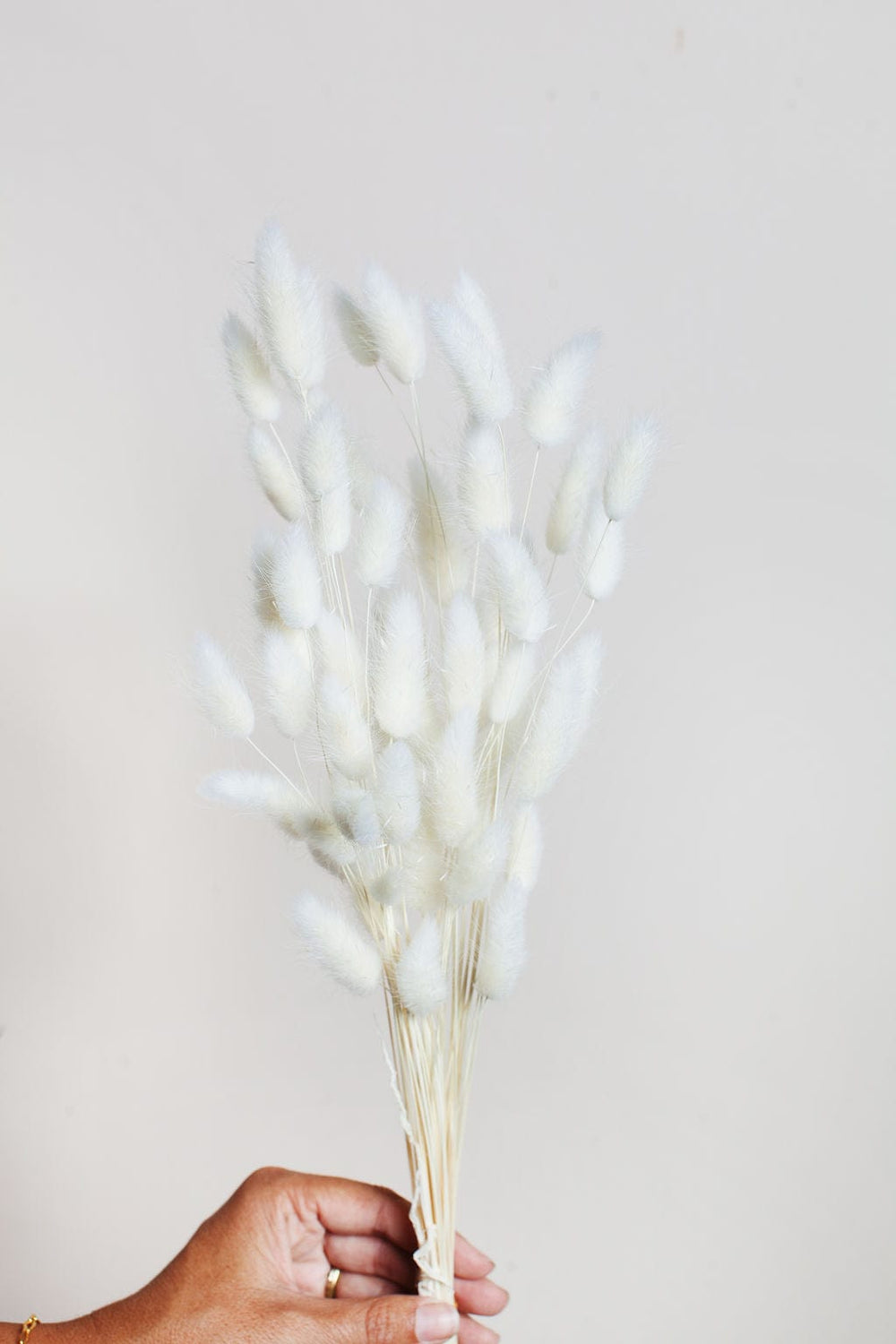 Idlewild Floral Co. Bunches Dried White Bunny Tail