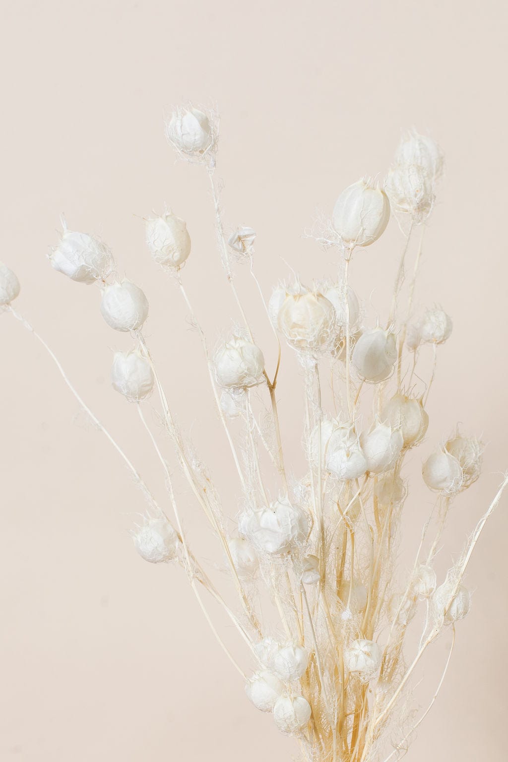 Bunches Dried White Nigella Pods send a bouquet- the best flower delivery