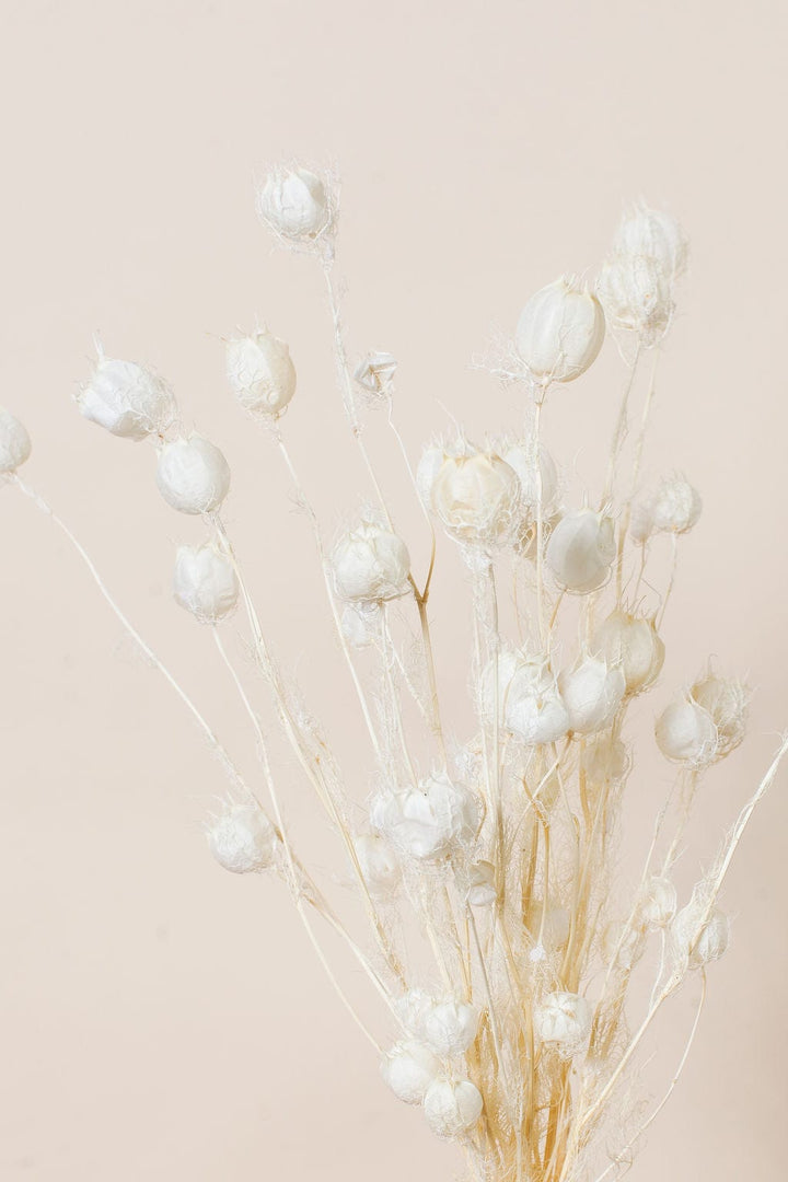 Bunches Dried White Nigella Pods send a bouquet- the best flower delivery