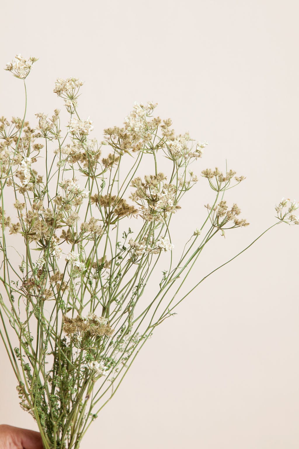 Bunches Dried White Orlaya send a bouquet- the best flower delivery