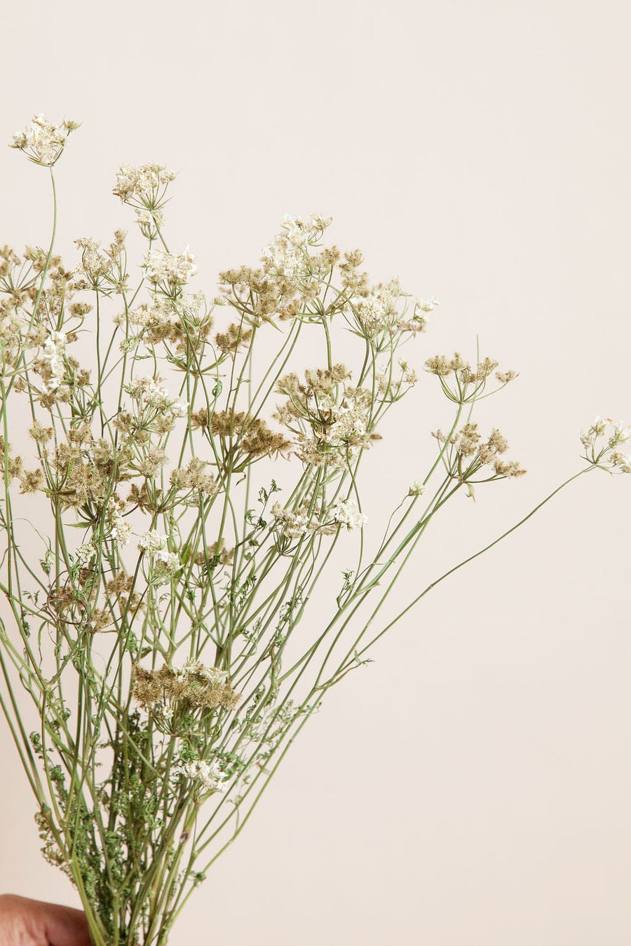 Bunches Dried White Orlaya send a bouquet- the best flower delivery