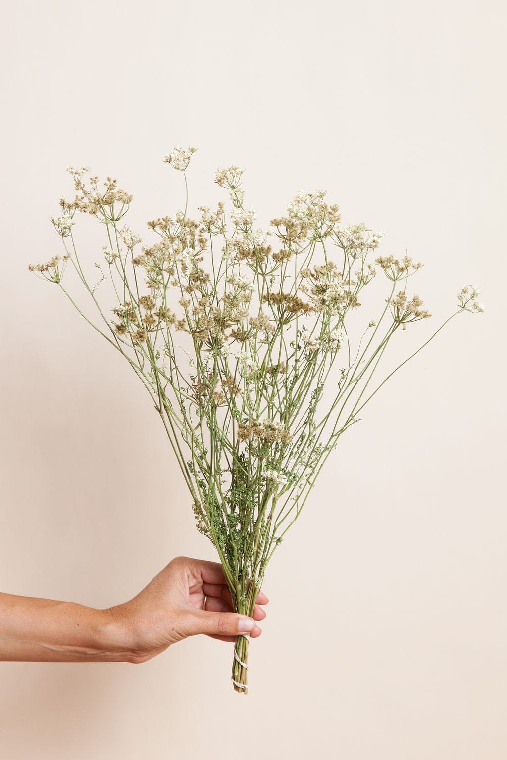 Bunches Dried White Orlaya send a bouquet- the best flower delivery