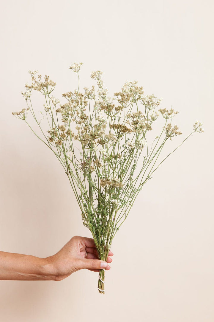 Bunches Dried White Orlaya send a bouquet- the best flower delivery