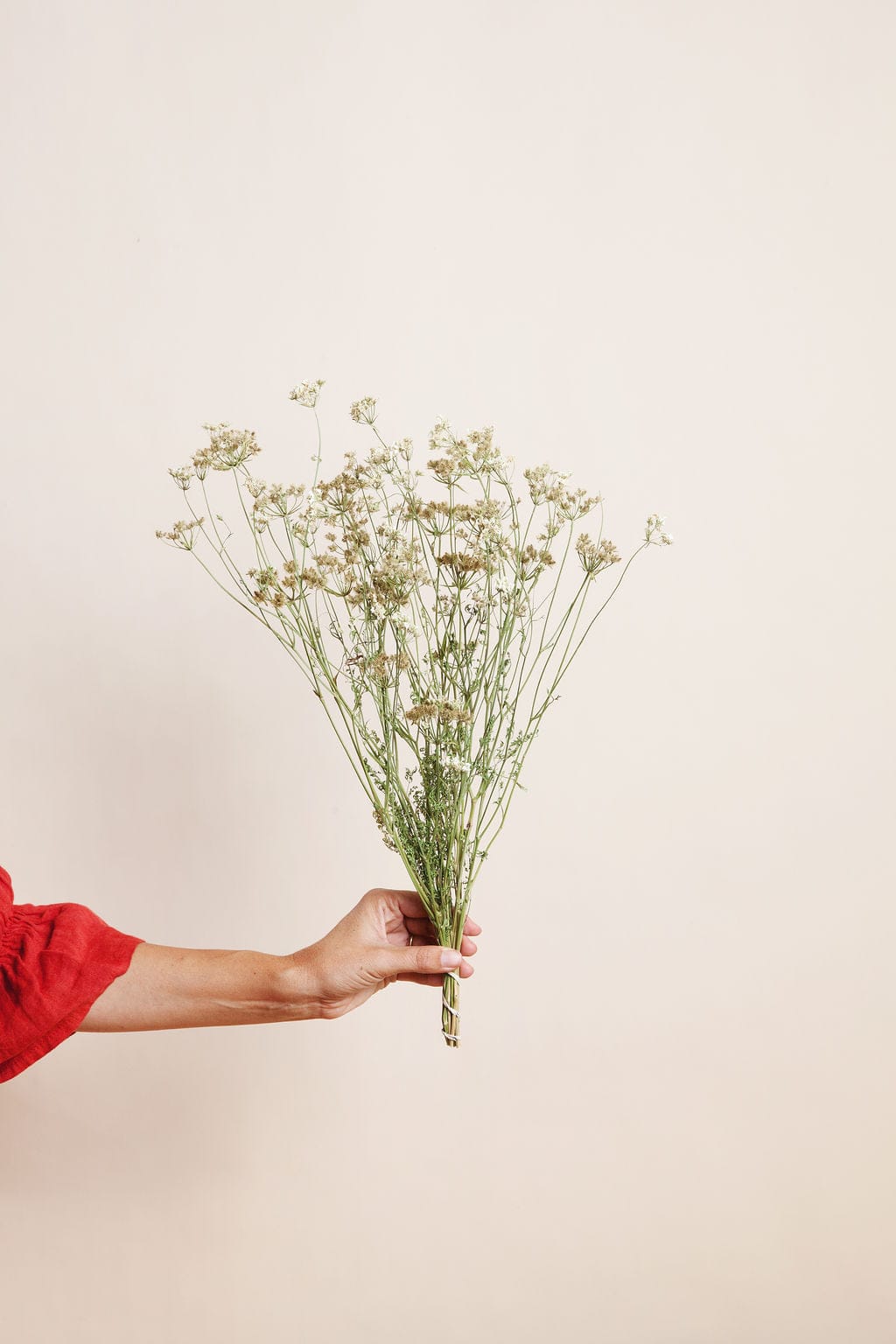 Bunches Dried White Orlaya send a bouquet- the best flower delivery
