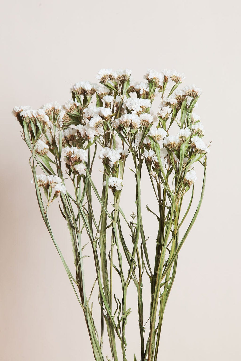 Bunches Dried White Statice send a bouquet- the best flower delivery