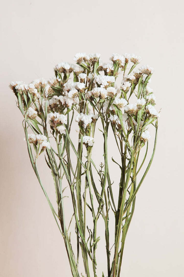 Bunches Dried White Statice send a bouquet- the best flower delivery