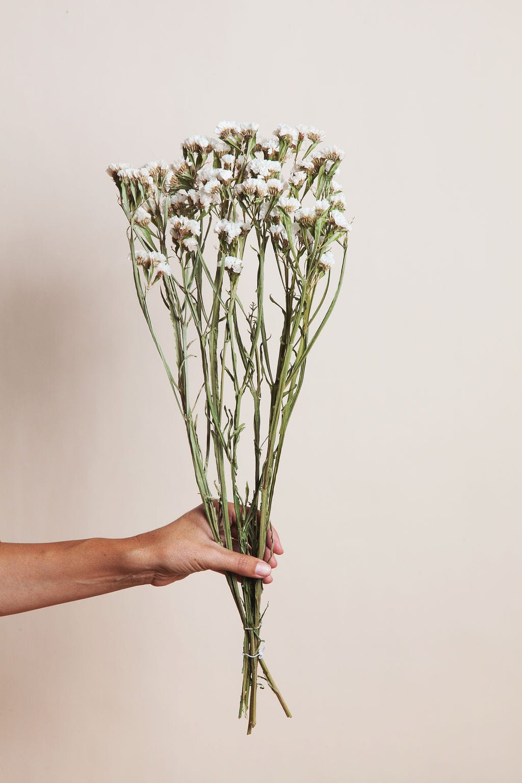 Bunches Dried White Statice send a bouquet- the best flower delivery