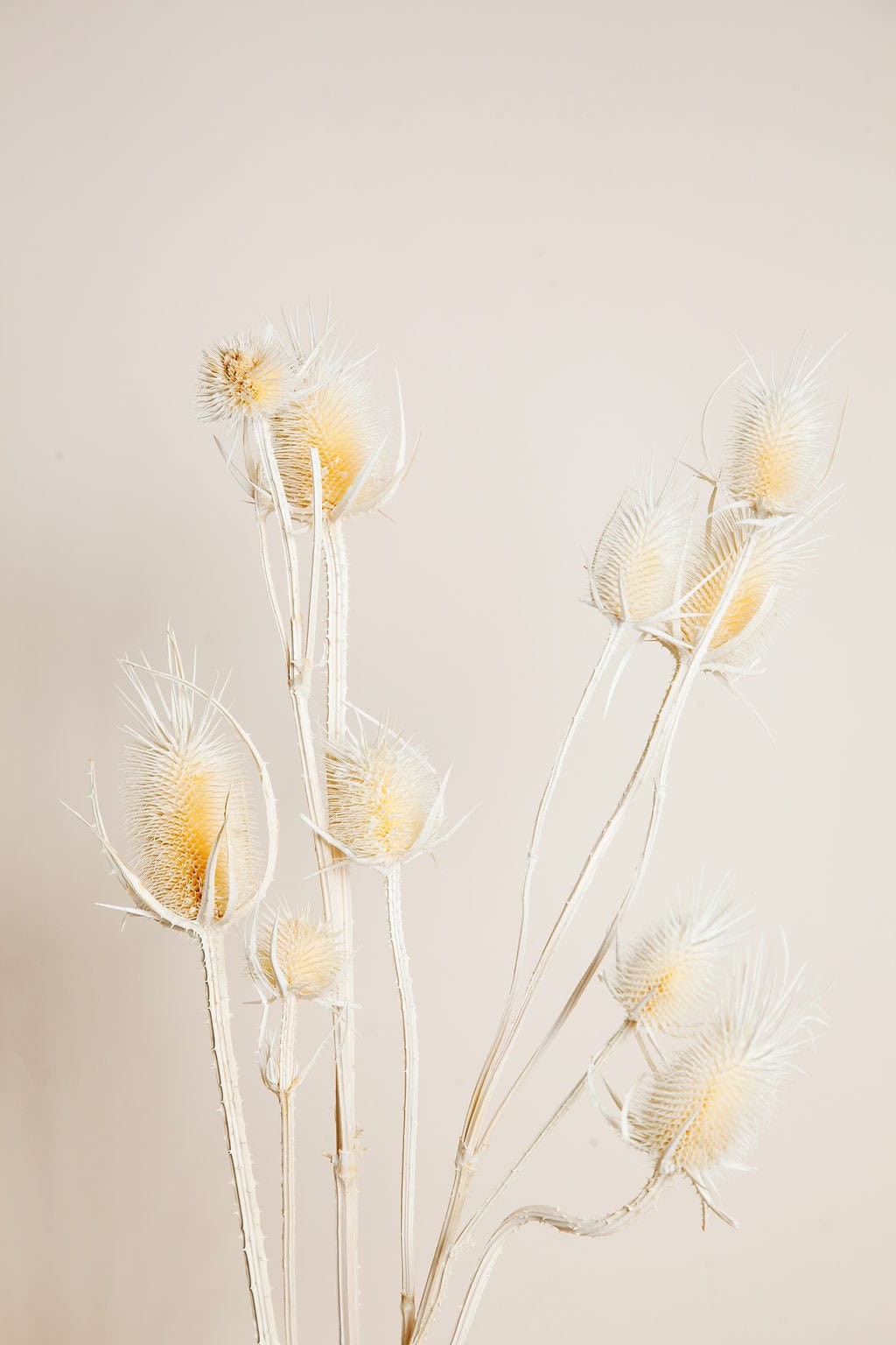 Bunches Dried White Thistle send a bouquet- the best flower delivery