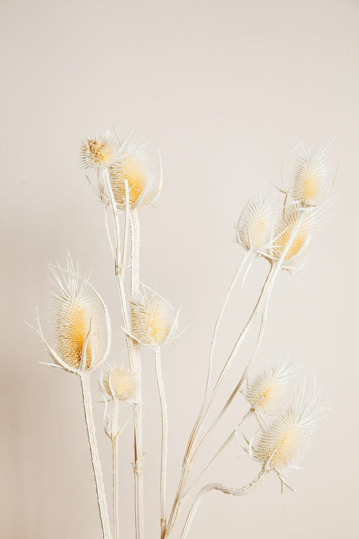 Bunches Dried White Thistle send a bouquet- the best flower delivery