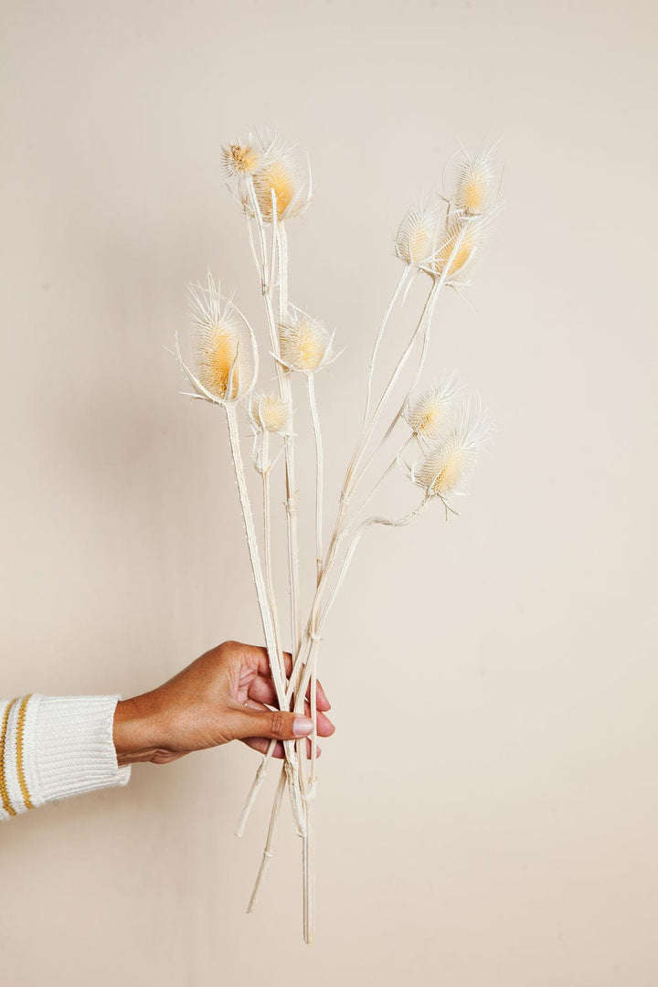 Bunches Dried White Thistle send a bouquet- the best flower delivery