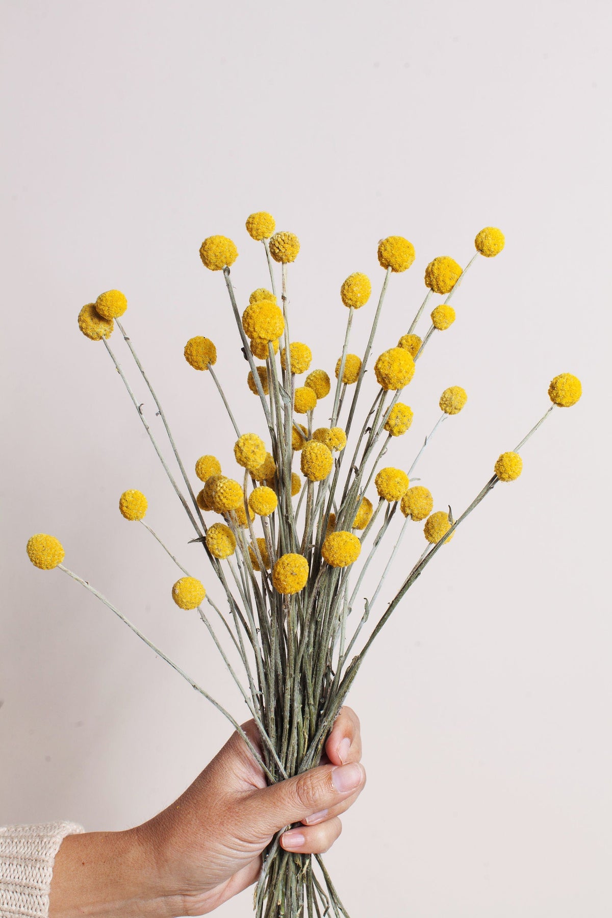 billy ball flower seeds Dried Yellow Billy Balls