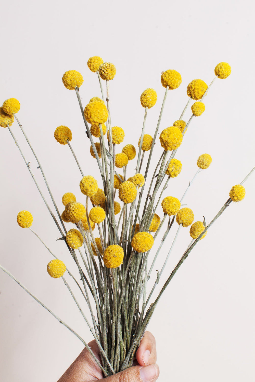 Bunches Dried Yellow Billy Balls send a bouquet- the best flower delivery