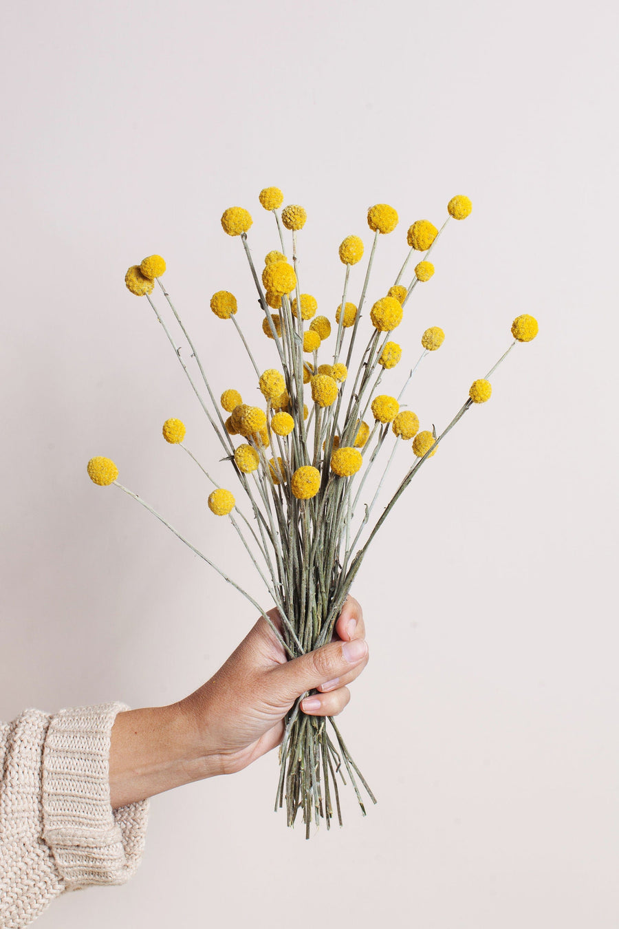 Bunches Dried Yellow Billy Balls send a bouquet- the best flower delivery