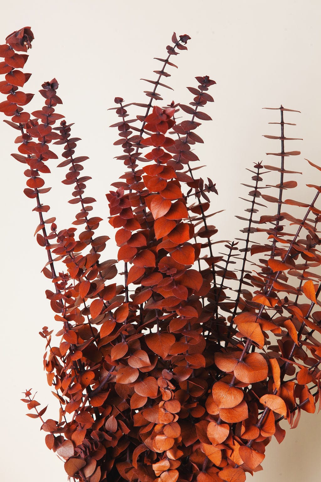 Bunches Fall Cinnamon Eucalyptus send a bouquet- the best flower delivery